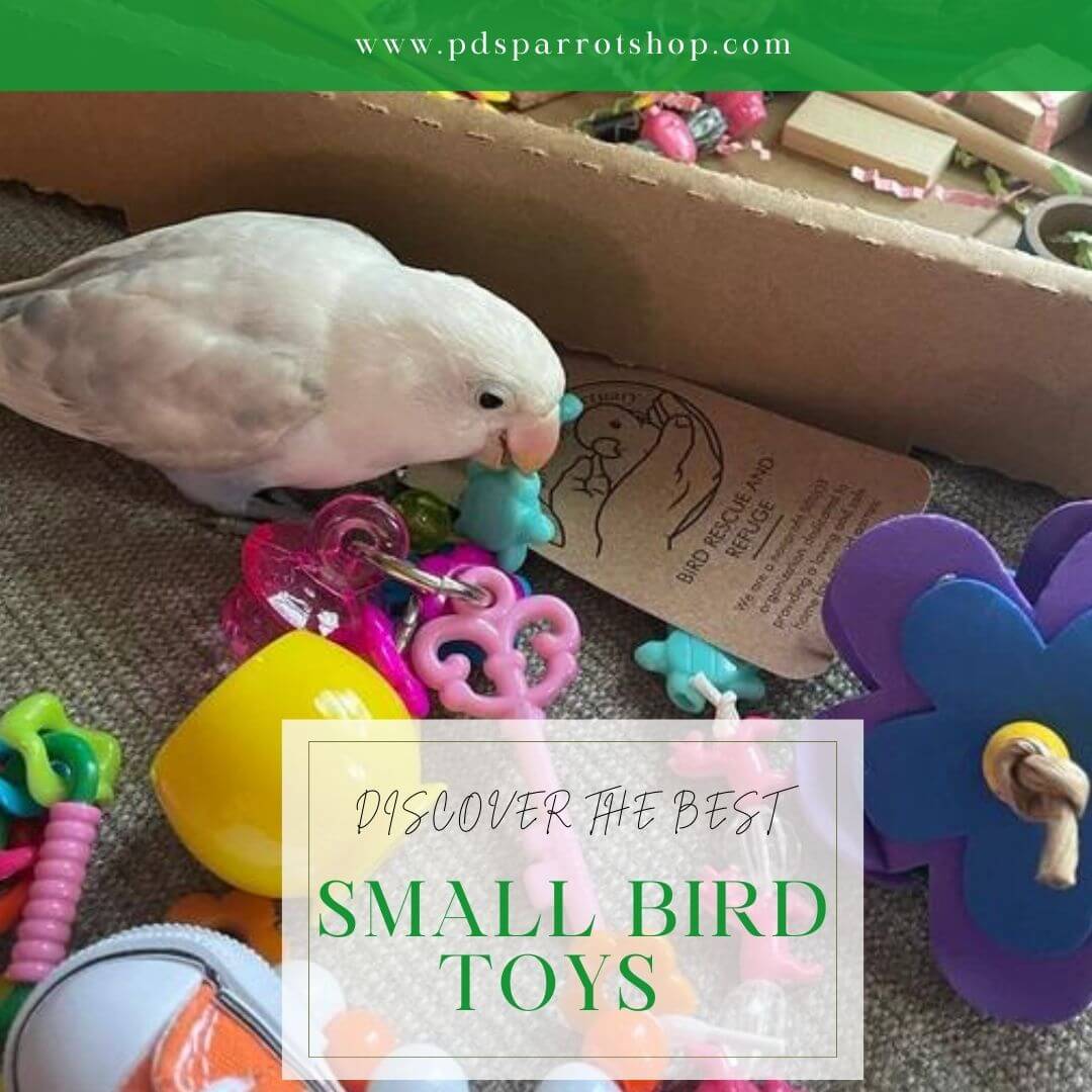 bird toys for small birds little budgie parakeet playing with bird toys by pdsparrotshop