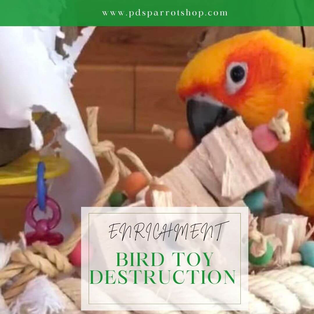 sun parrot destroy bird toys 