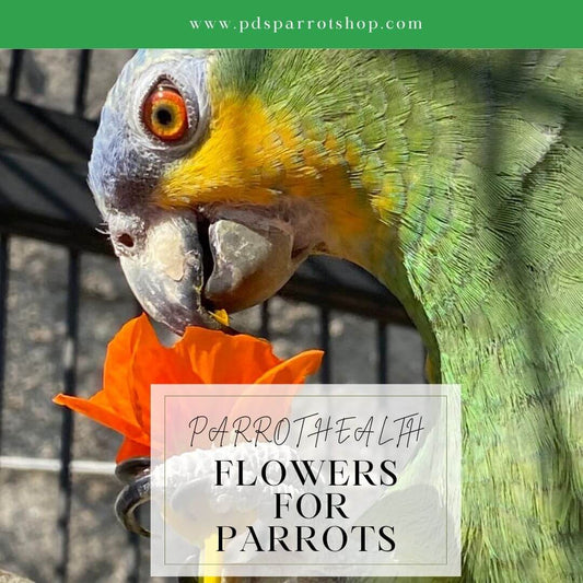 Parrot Health. Flowers for parrots