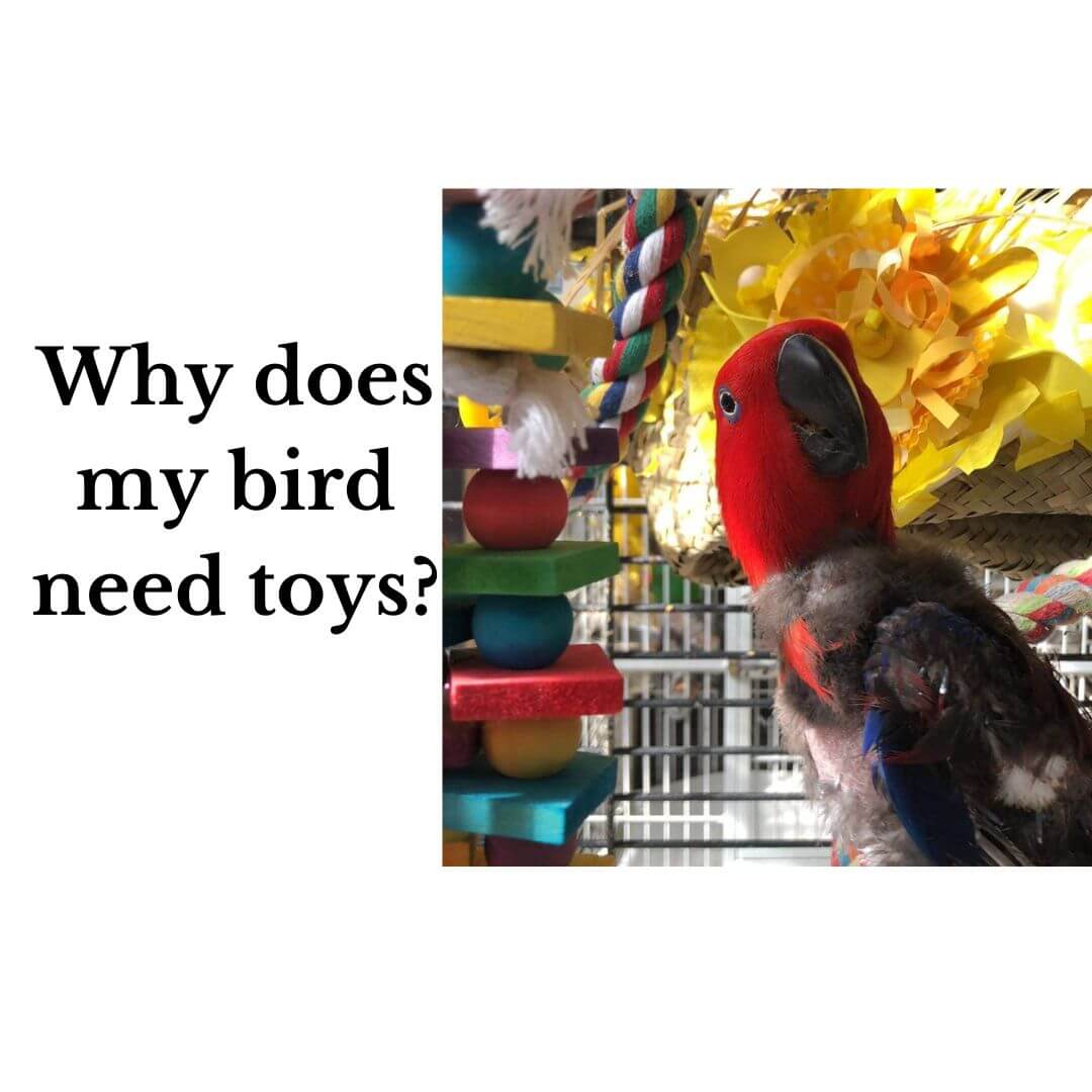 Why does my parrot need toys