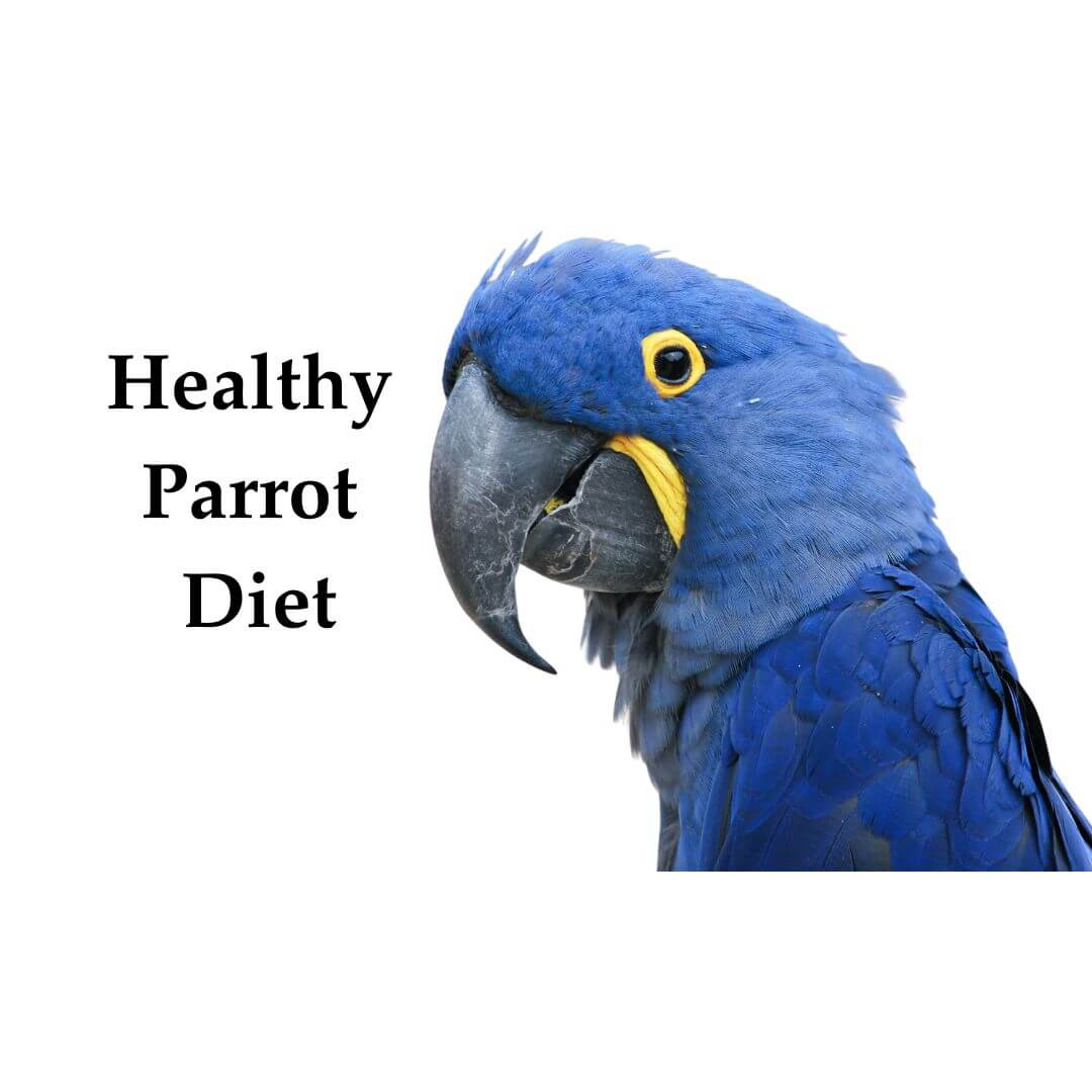 parrot diet