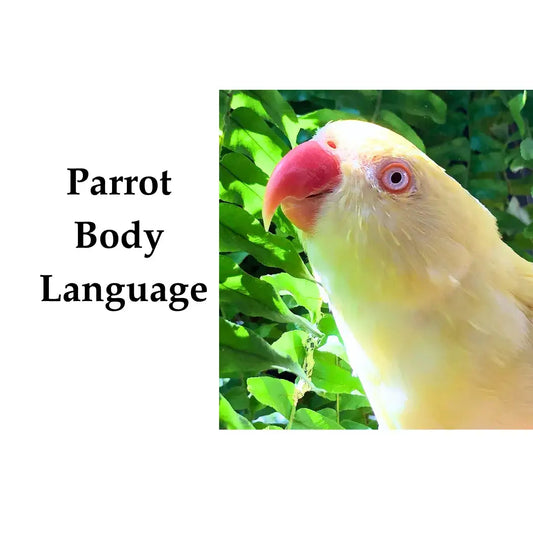 parrot body language