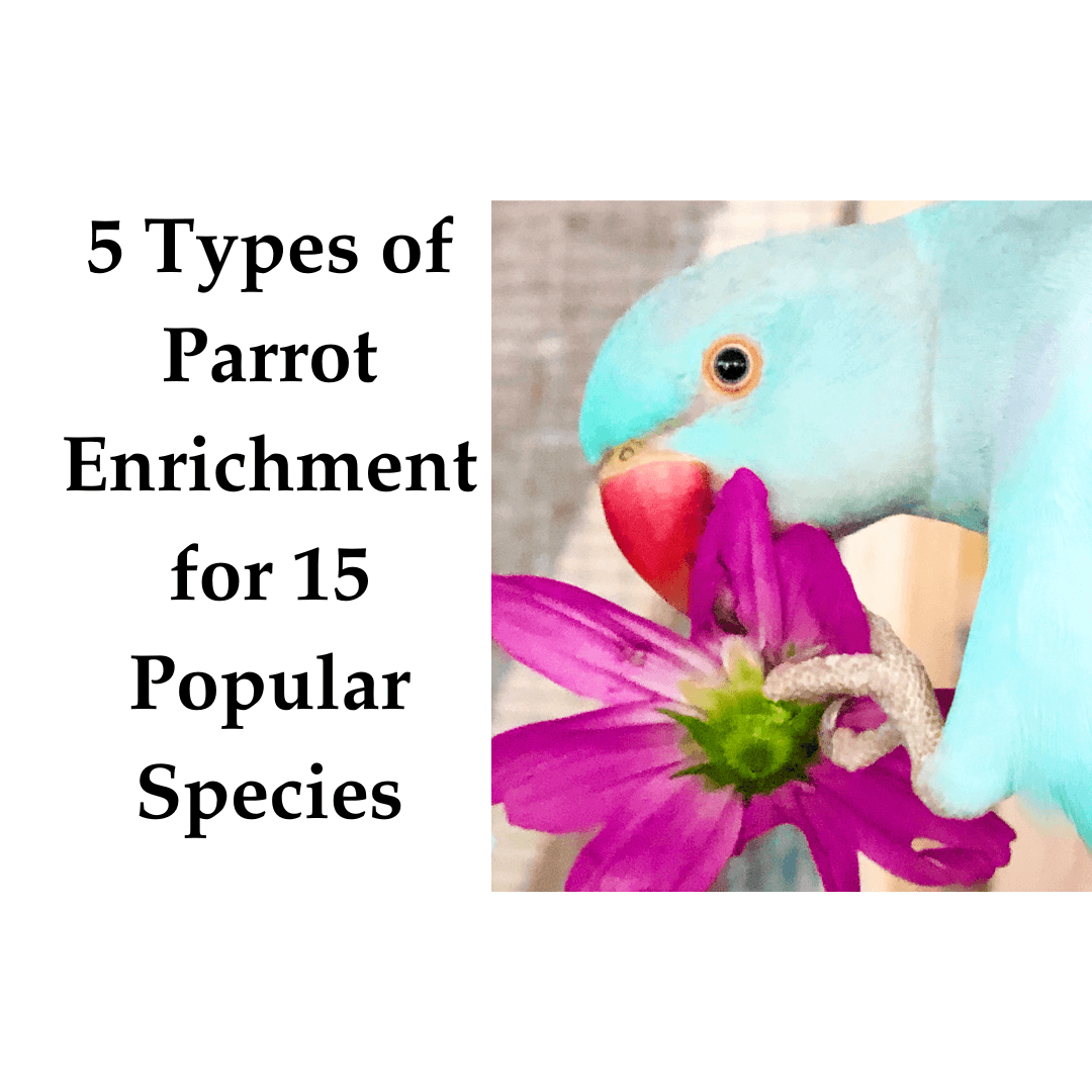 5 Types of Parrot Enrichment for 15 Popular Species