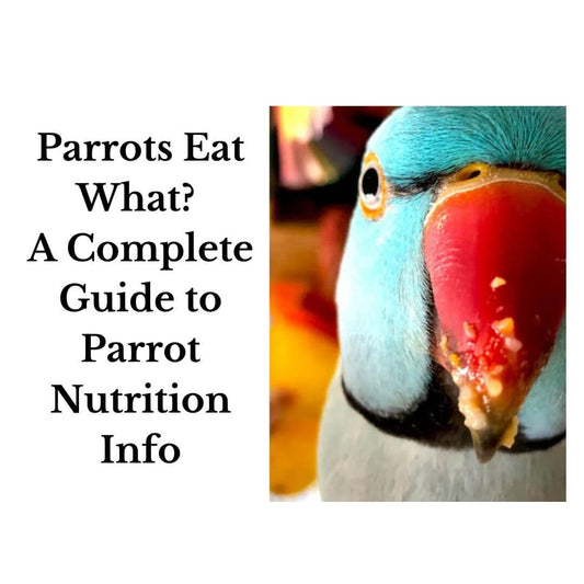 parrots eat what? parrot nutrition