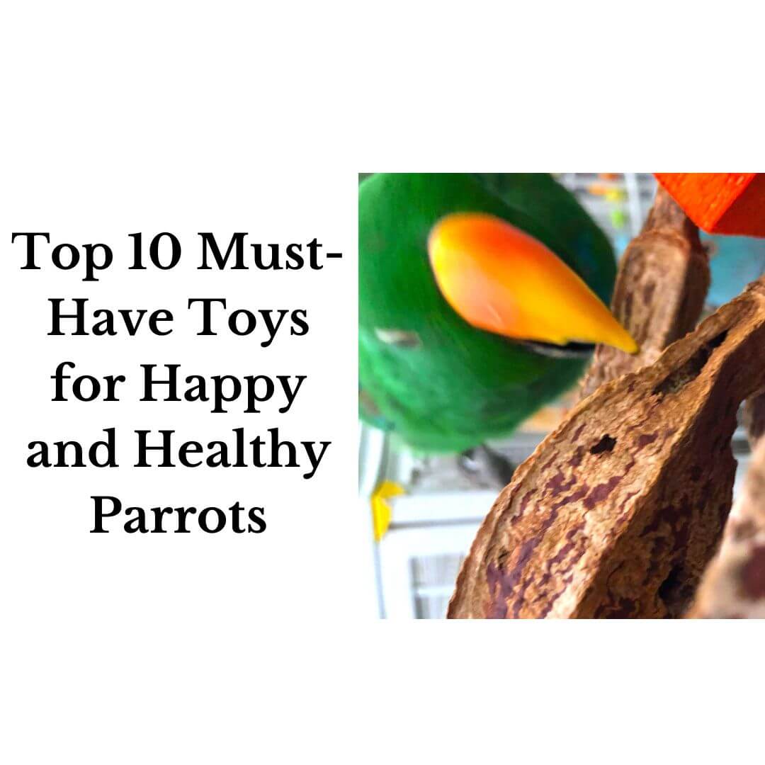 Top 10 Must-Have Toys for Happy and Healthy Parrots