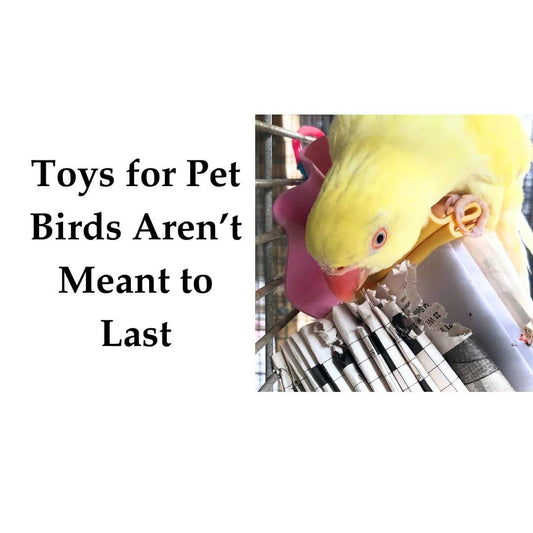 toys for pet birds