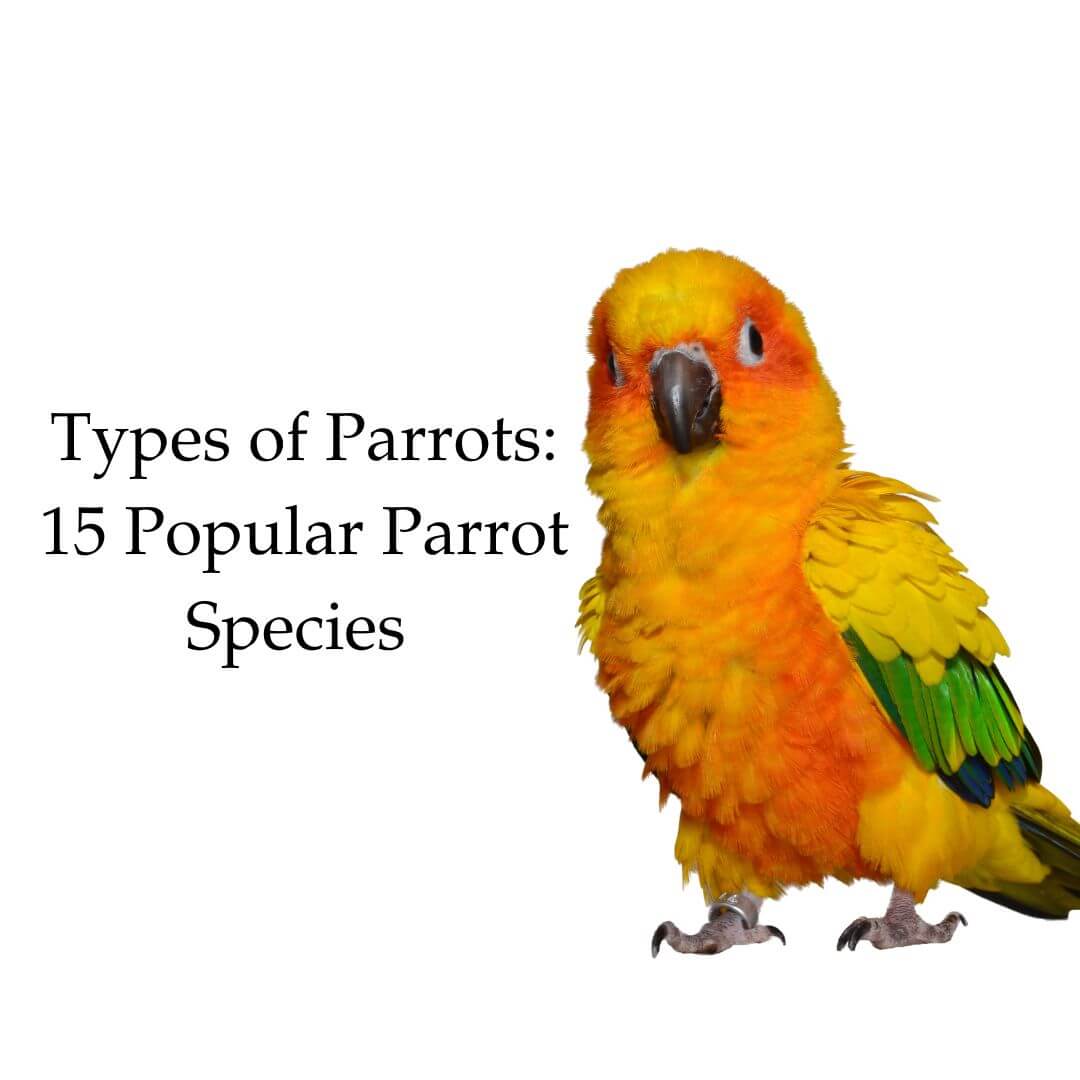 types of parrots