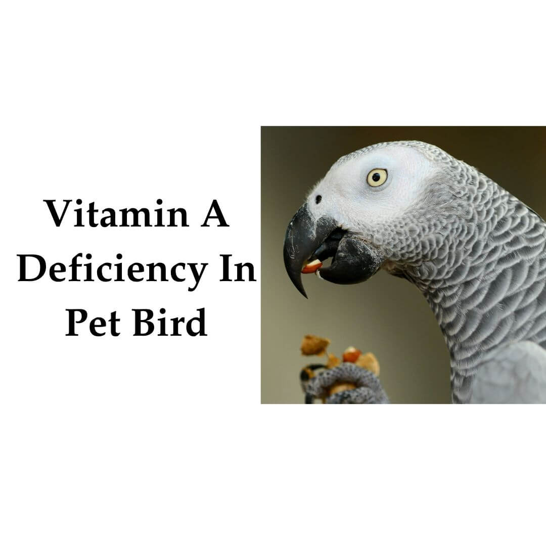 vitamin A in pet birds