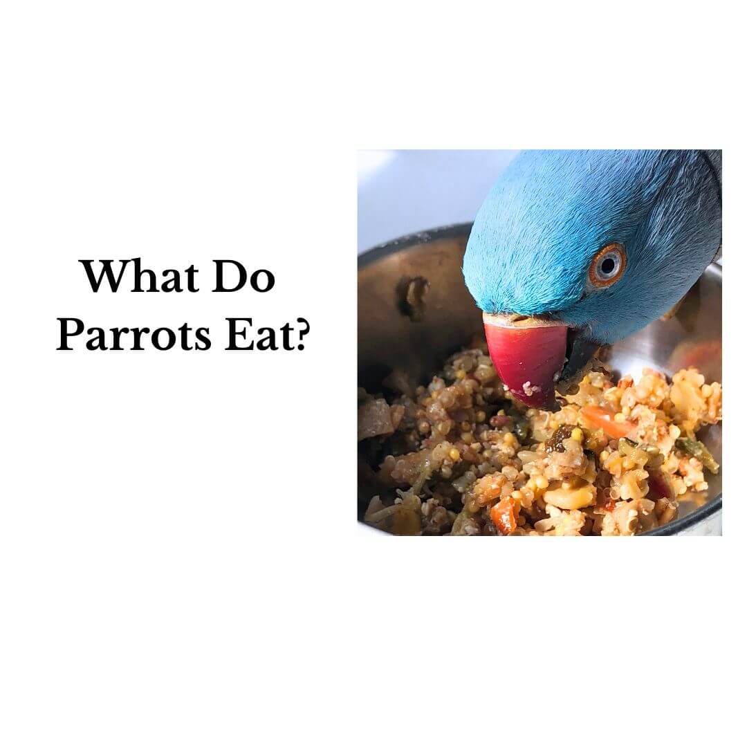 What Do Parrots Eat?