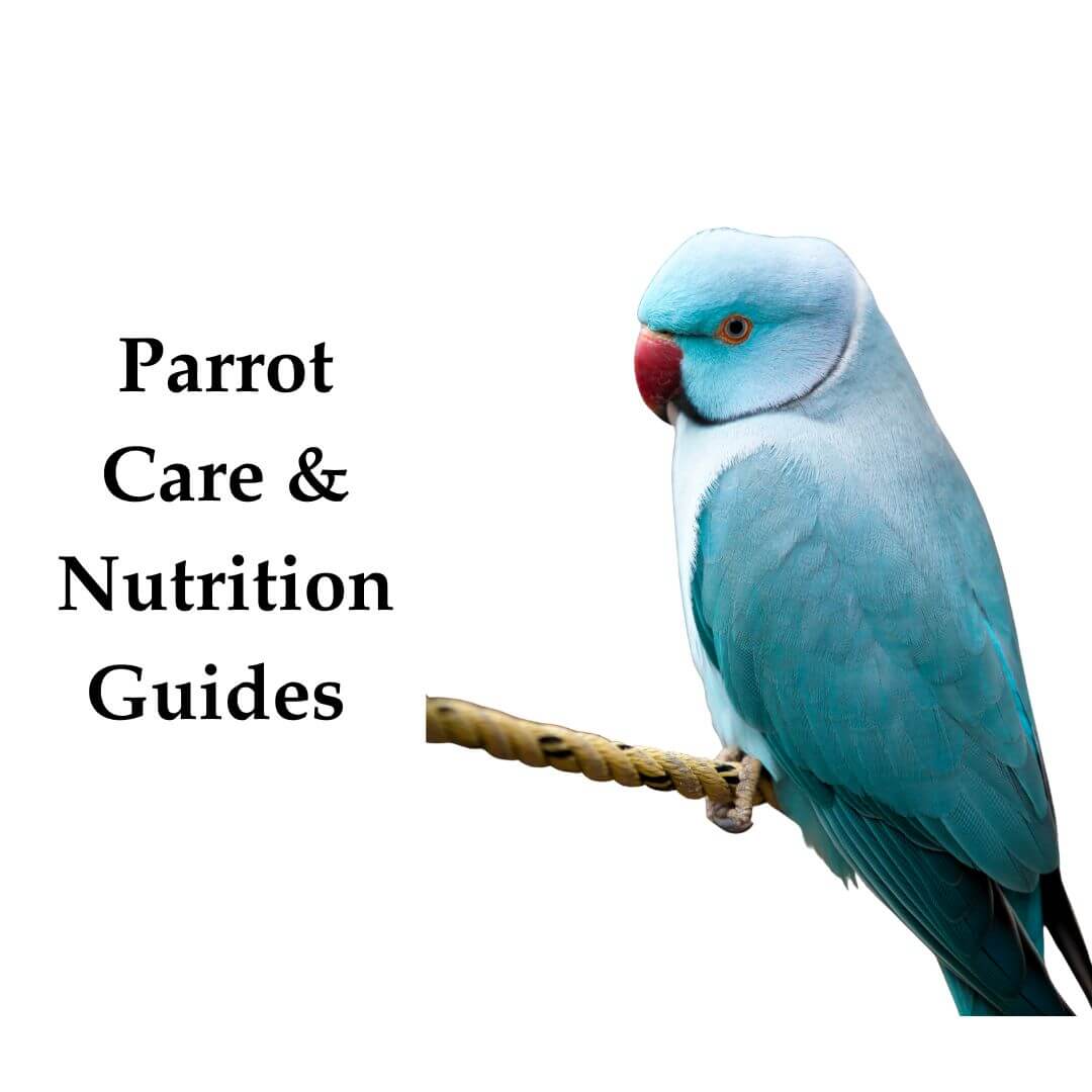 Parrot Care & Nutrition Guides 