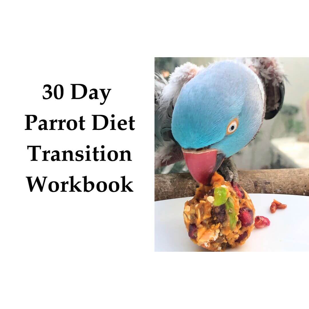 Parrot diet transition workbook with a parrot eating from a colorful treat.