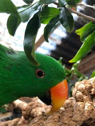 Parrot Behavior Enrichment Workbook (Printable PDF)