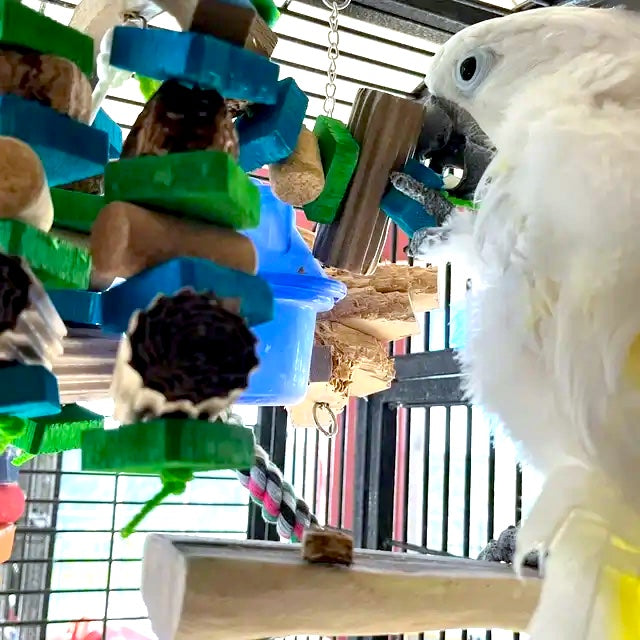 Cockatoo playing with the bagel toy