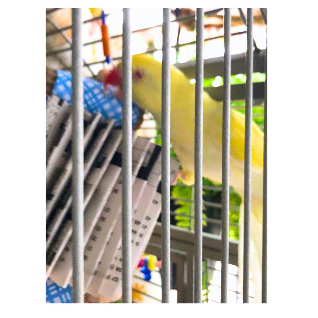 Book folded into a shredder bird toy