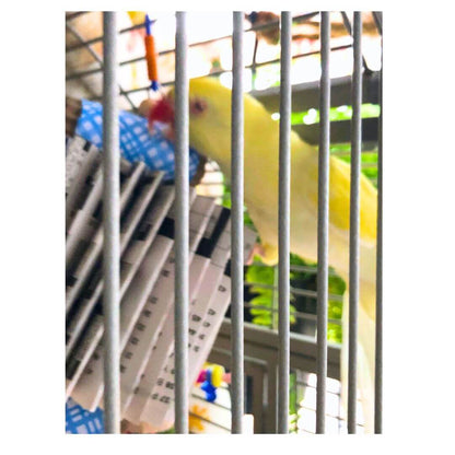 Book folded into a shredder bird toy