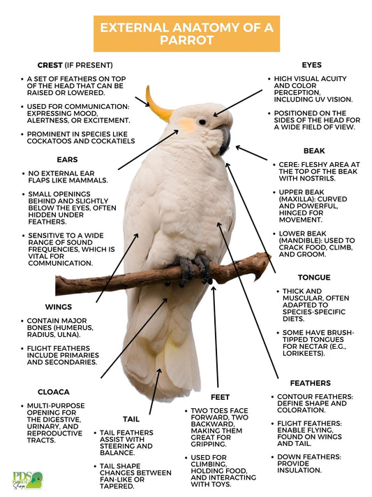 Diagram of a parrot's external anatomy with labeled parts and descriptions.