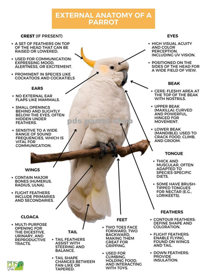 Diagram of a parrot's external anatomy with labeled parts and text.