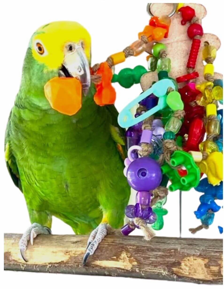 amazon parrot playing with Leather bird toy with charms and beads