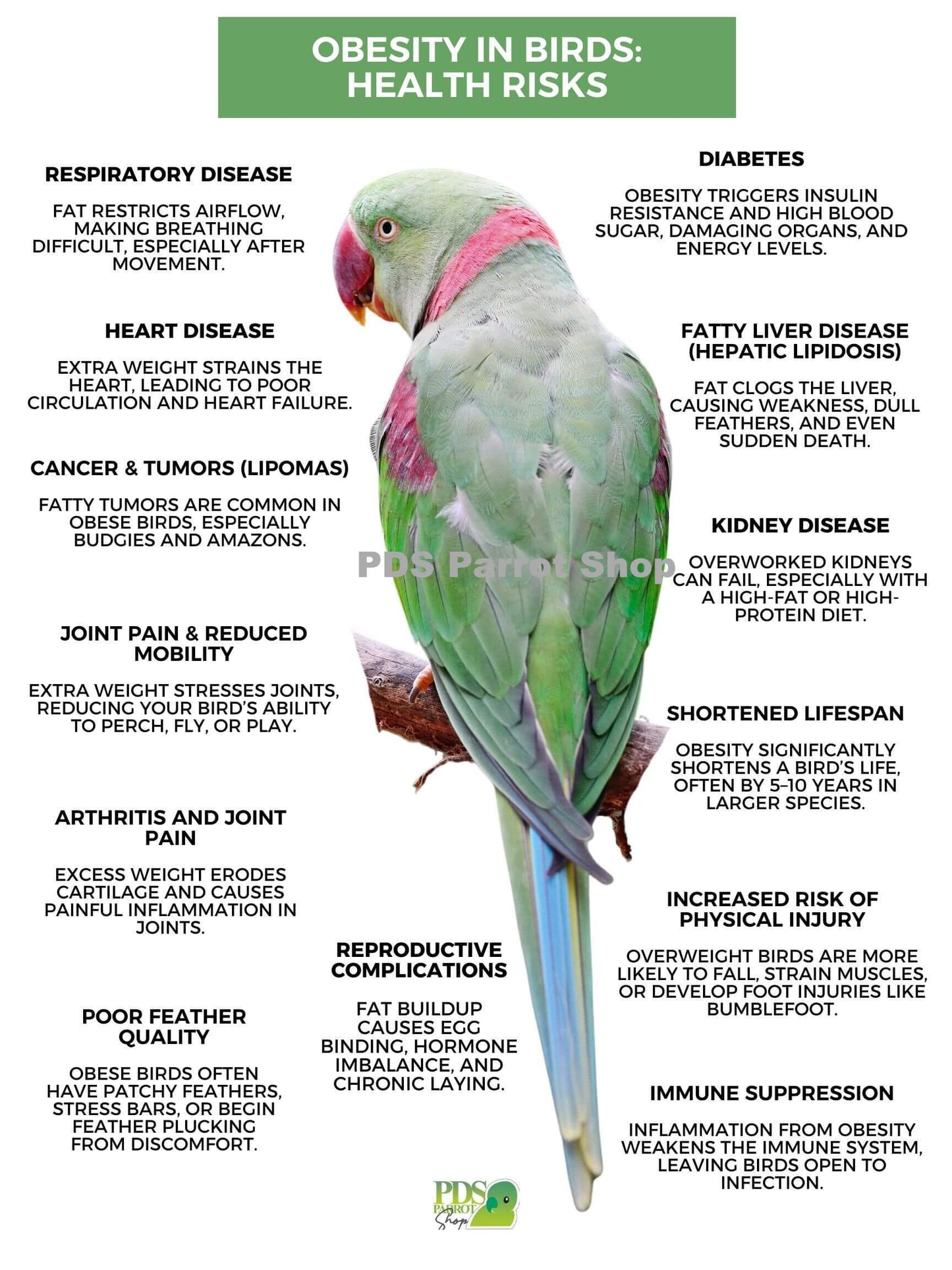 Bird on a branch with text about obesity health risks in birds