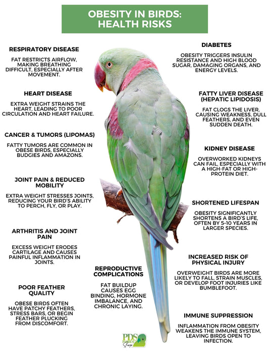 Green parrot on a branch with obesity health risks information chart