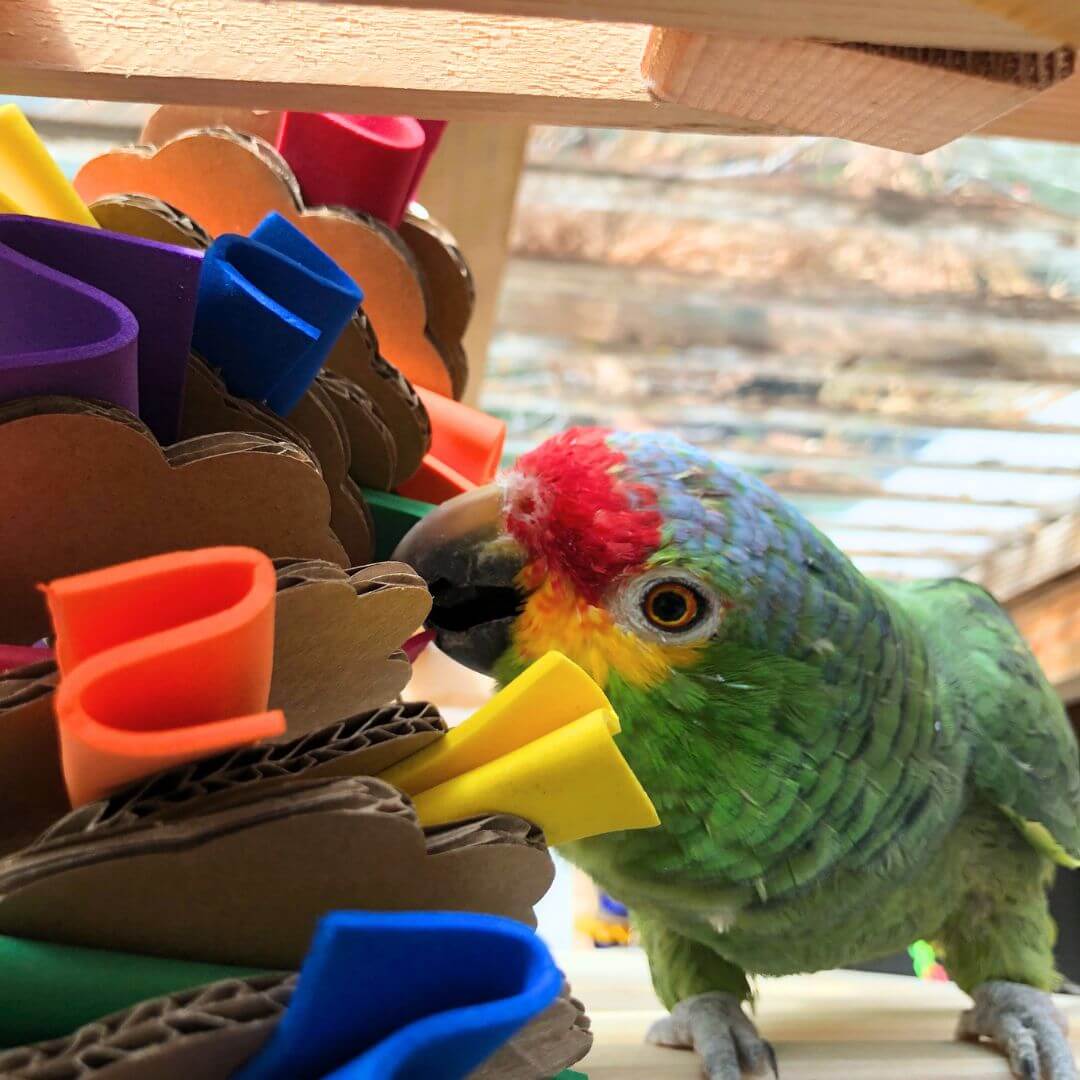 Colorful parrot interacting with bird toys in an aviary