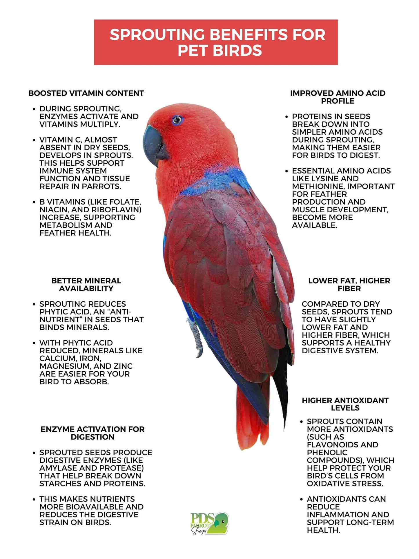 Red parrot with text about sprouting benefits for pet birds on a white background