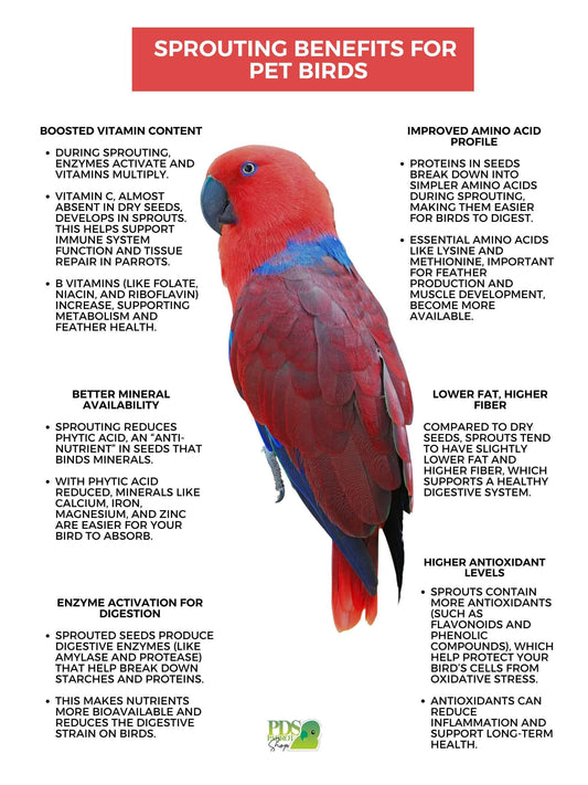 Red parrot with text about sprouting benefits for pet birds on a white background