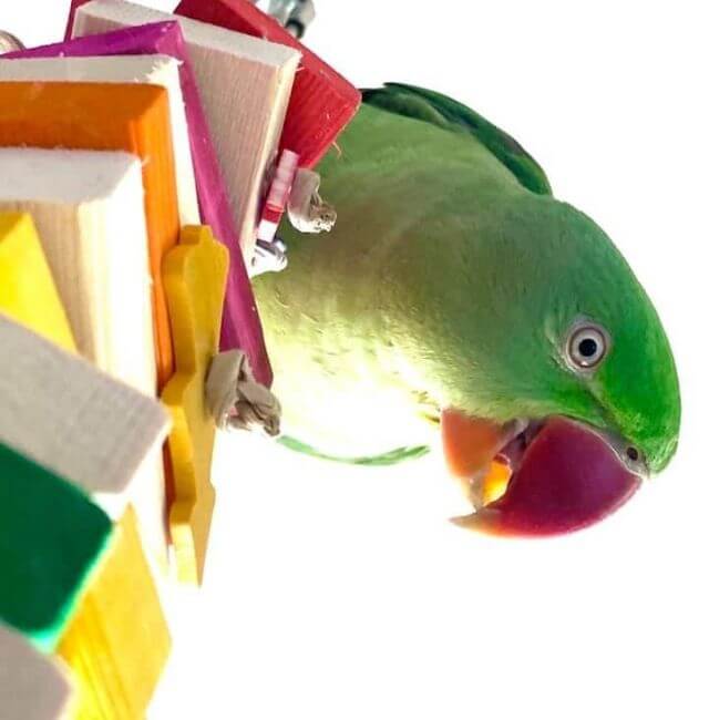 7-Day Parrot Enrichment Workbook (Printable PDF)