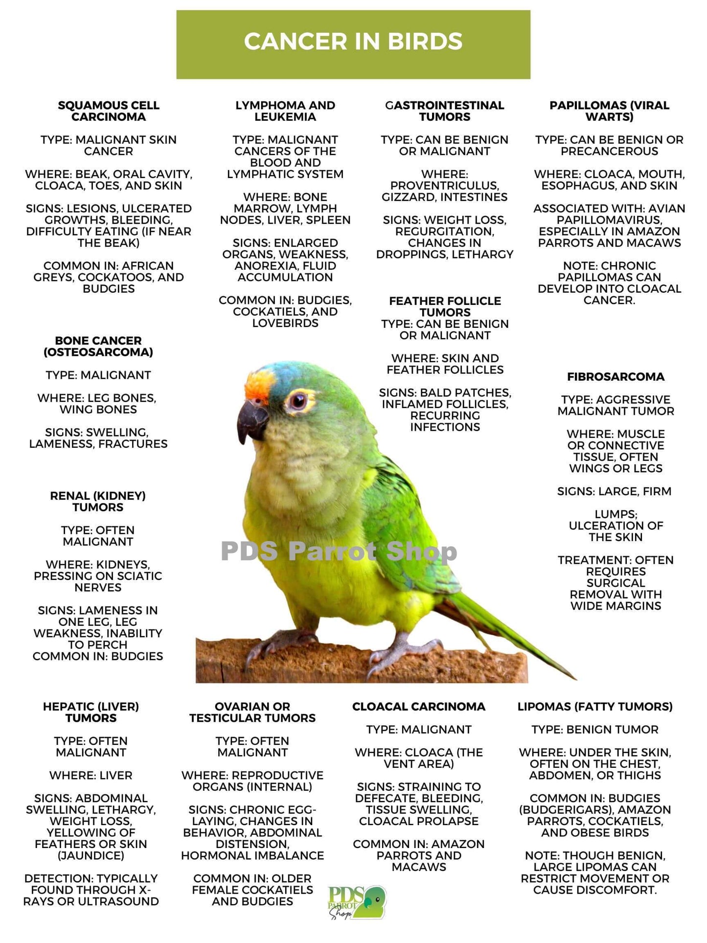 Chart detailing cancer types in birds with a green parrot illustration and PDS Parrot Shop branding.