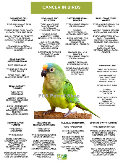Chart detailing cancer types in birds with a green parrot illustration and PDS Parrot Shop branding.