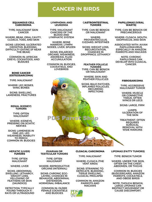 Chart detailing cancer types in birds with a green parrot illustration and PDS Parrot Shop branding.