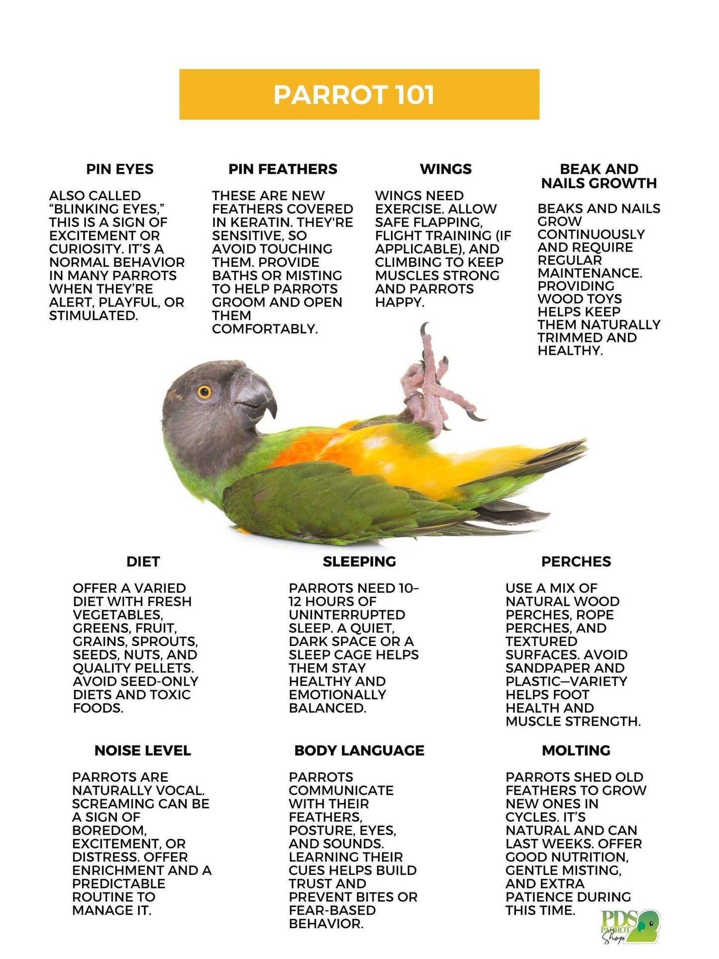 Parrot care guide with a parrot illustration and text on a white background