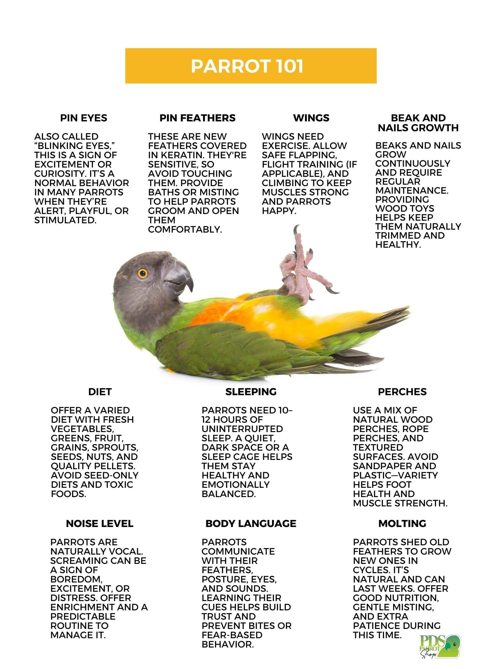 Parrot care guide with a parrot illustration and text on a white background
