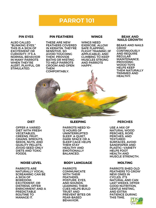 Parrot care guide with a parrot illustration and text on a white background