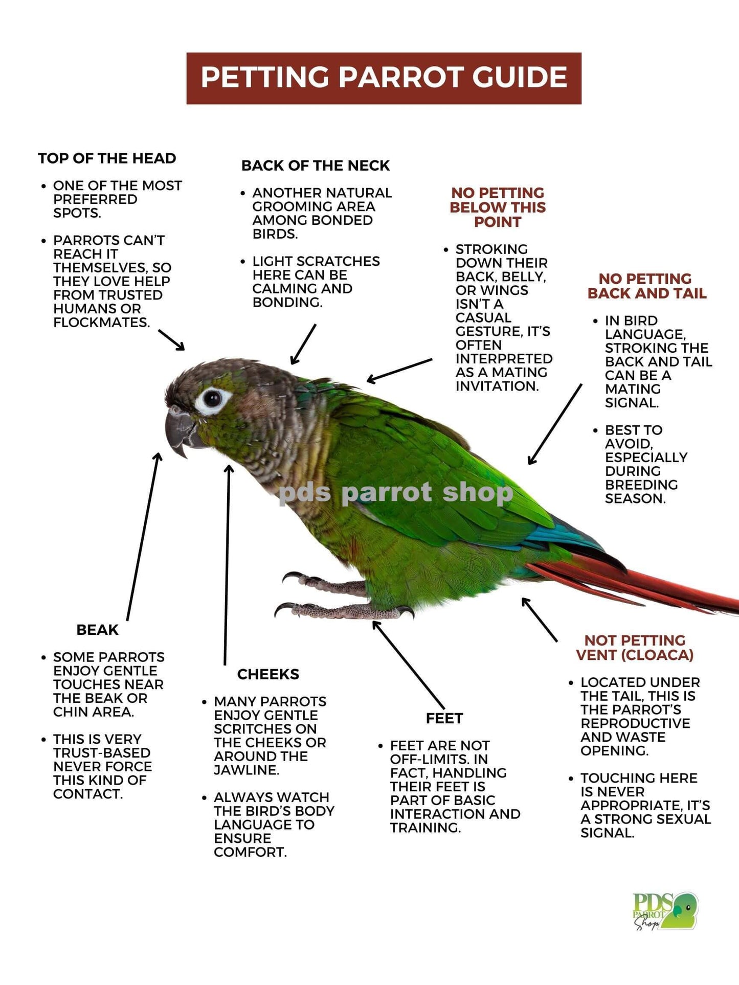 Petting Parrot Guide with a green parrot illustration on a white background