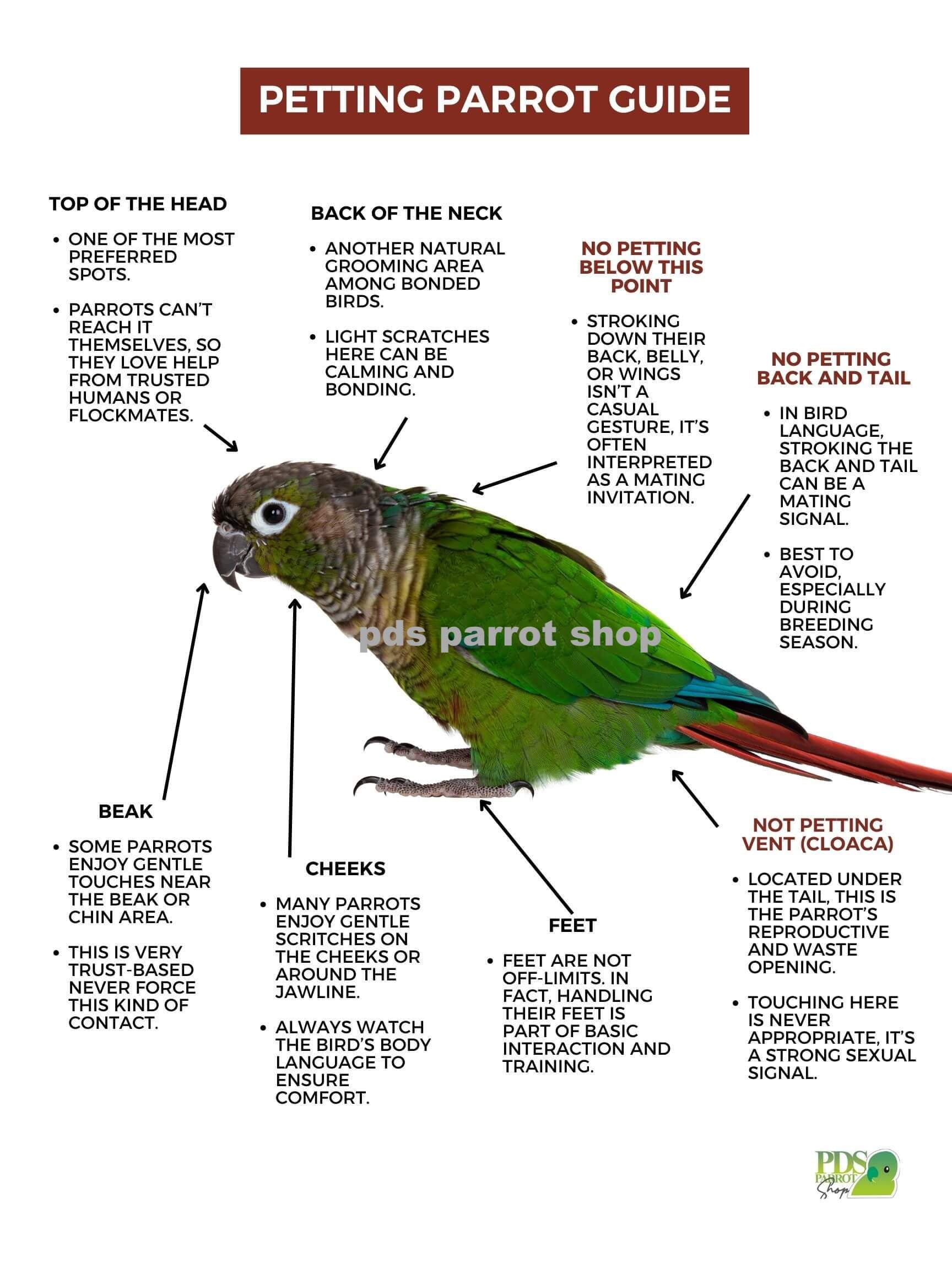 Petting Parrot Guide with a green parrot illustration on a white background