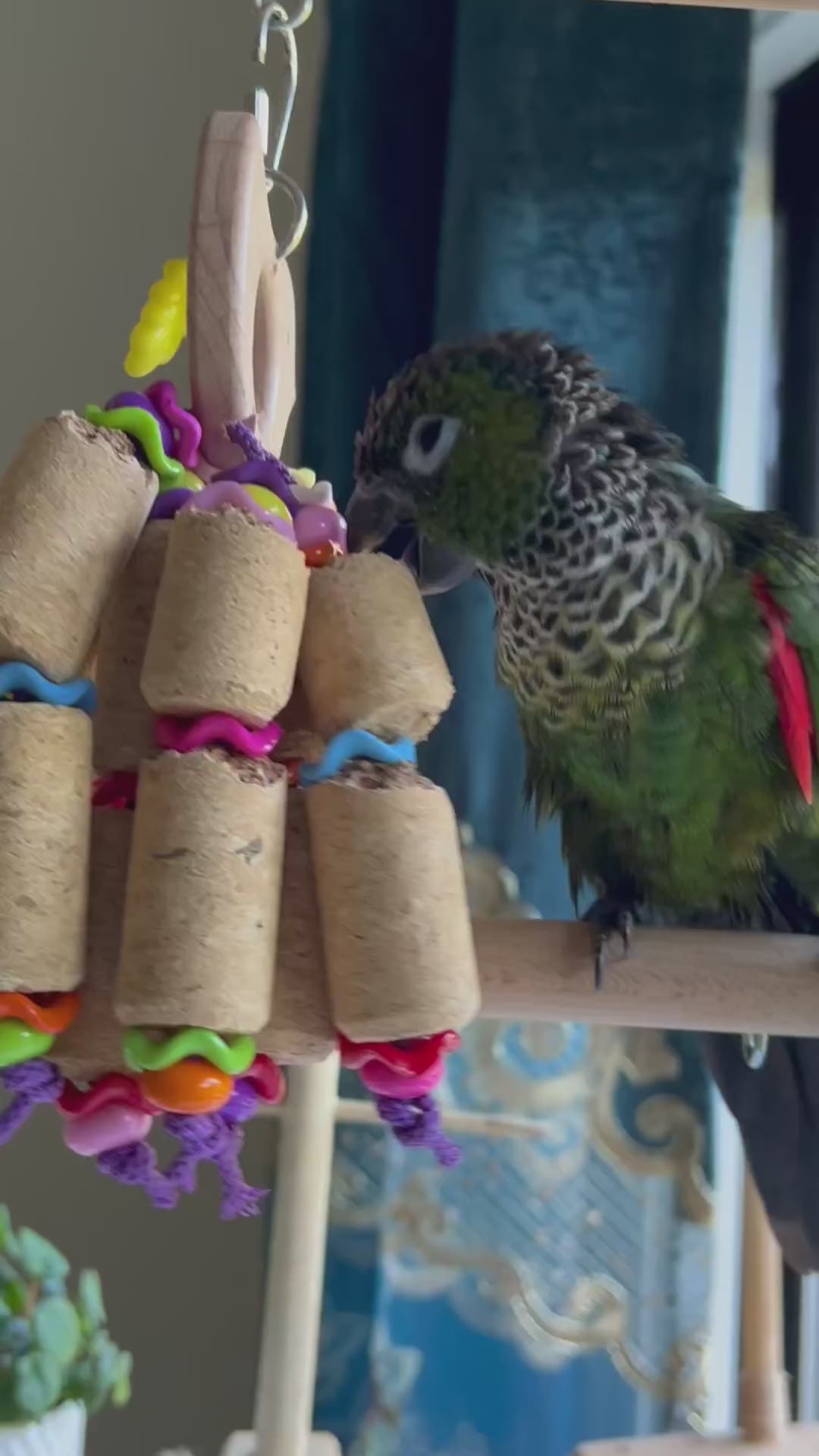 Load video: parrot playing with bird toys