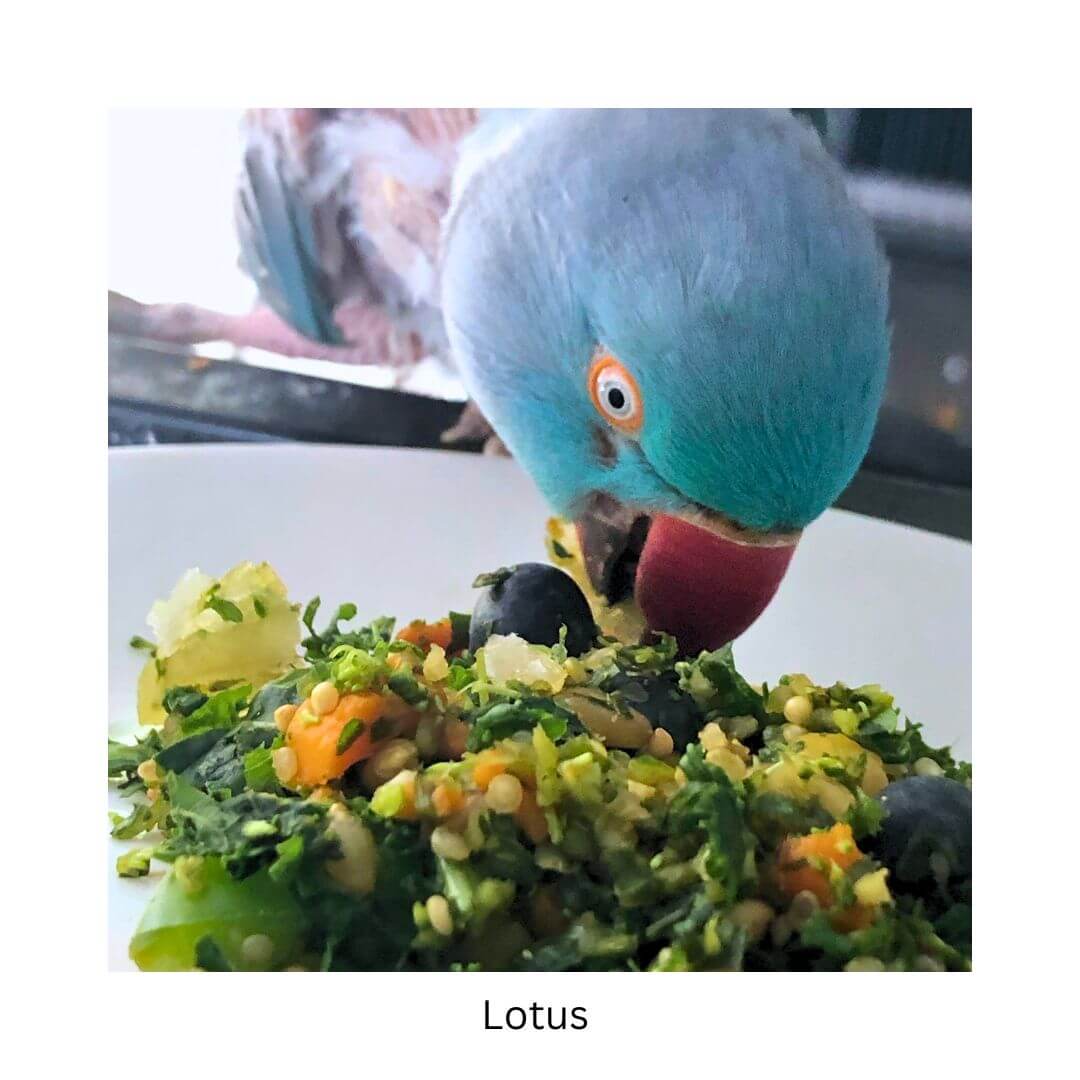 Custom Bird Chop & Meal Plan Consultation