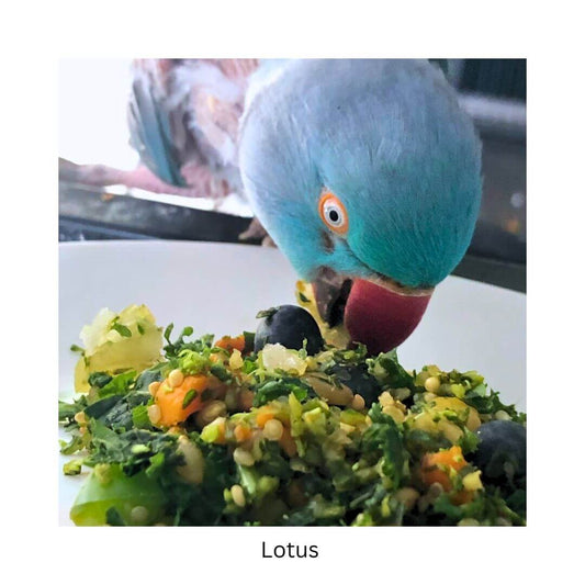 Custom Bird Chop & Meal Plan Consultation