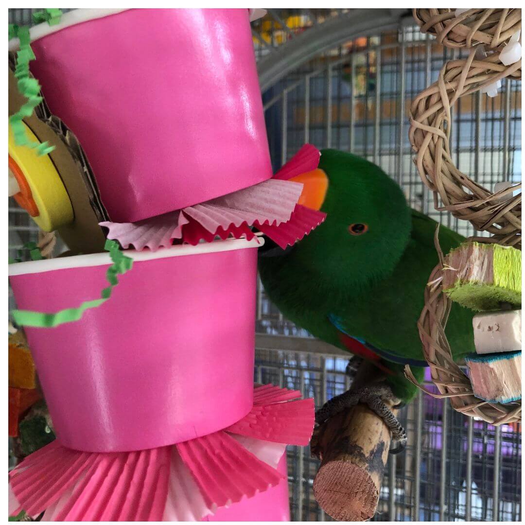 Colorful bird toy with pink base and green parrot-like figure inside a cage.
