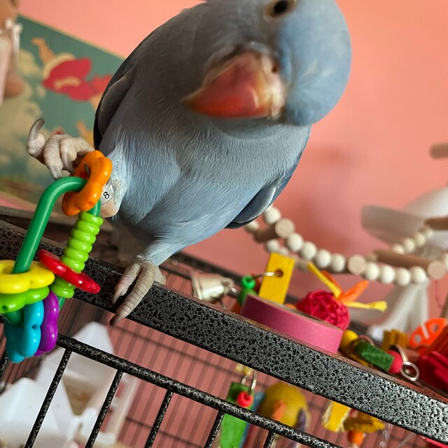 Bird playing with foot toy