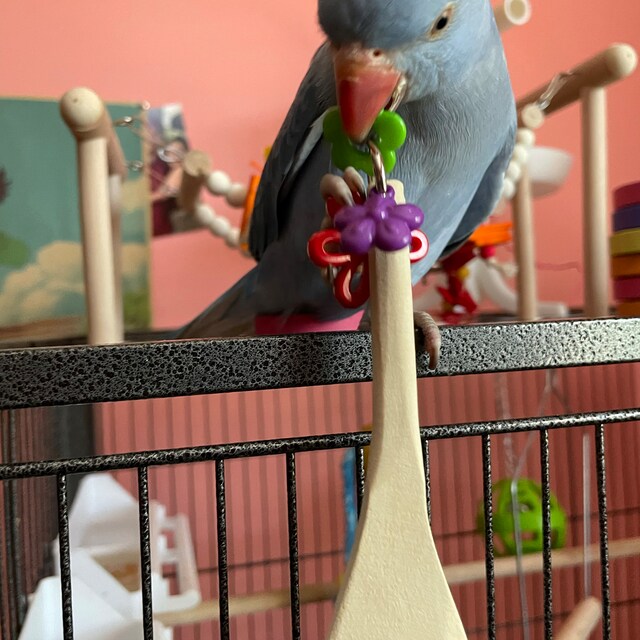 Bird loving the parrot toy