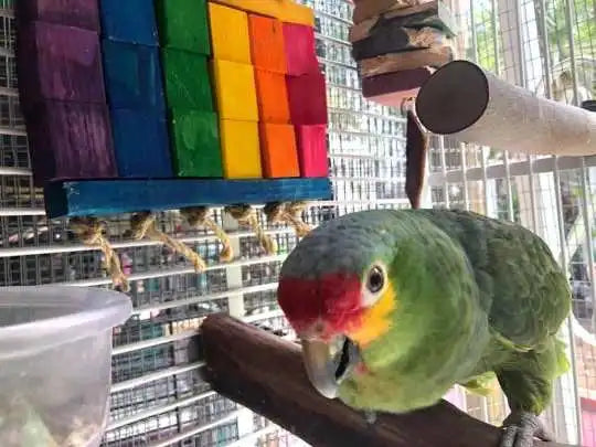 an amazon with checkboard parrot toy