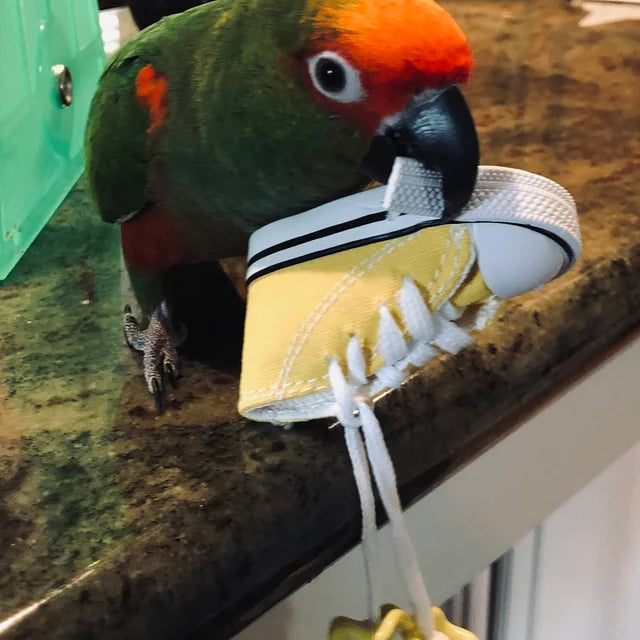 Customer bird playing with shoe foot toy