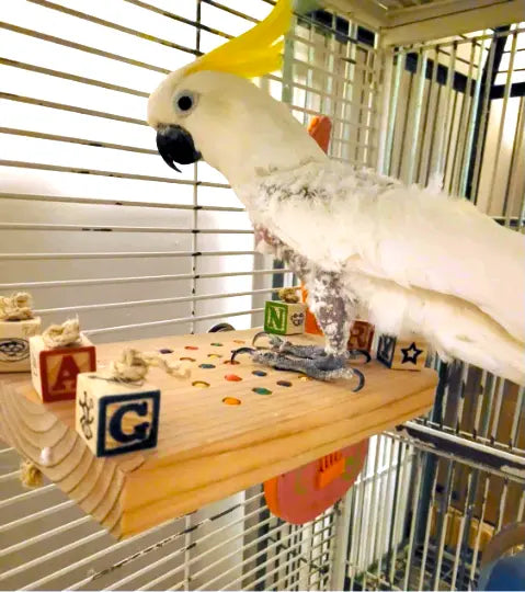 platform bird perch with parrot