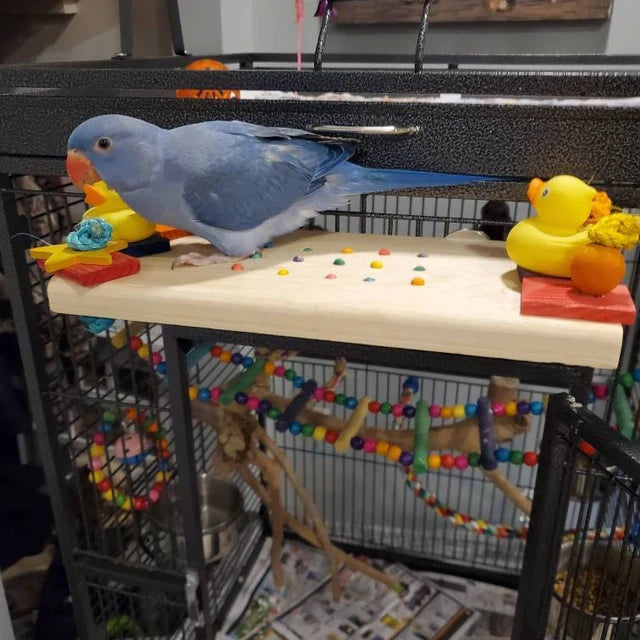 Cute bird playing on perch 