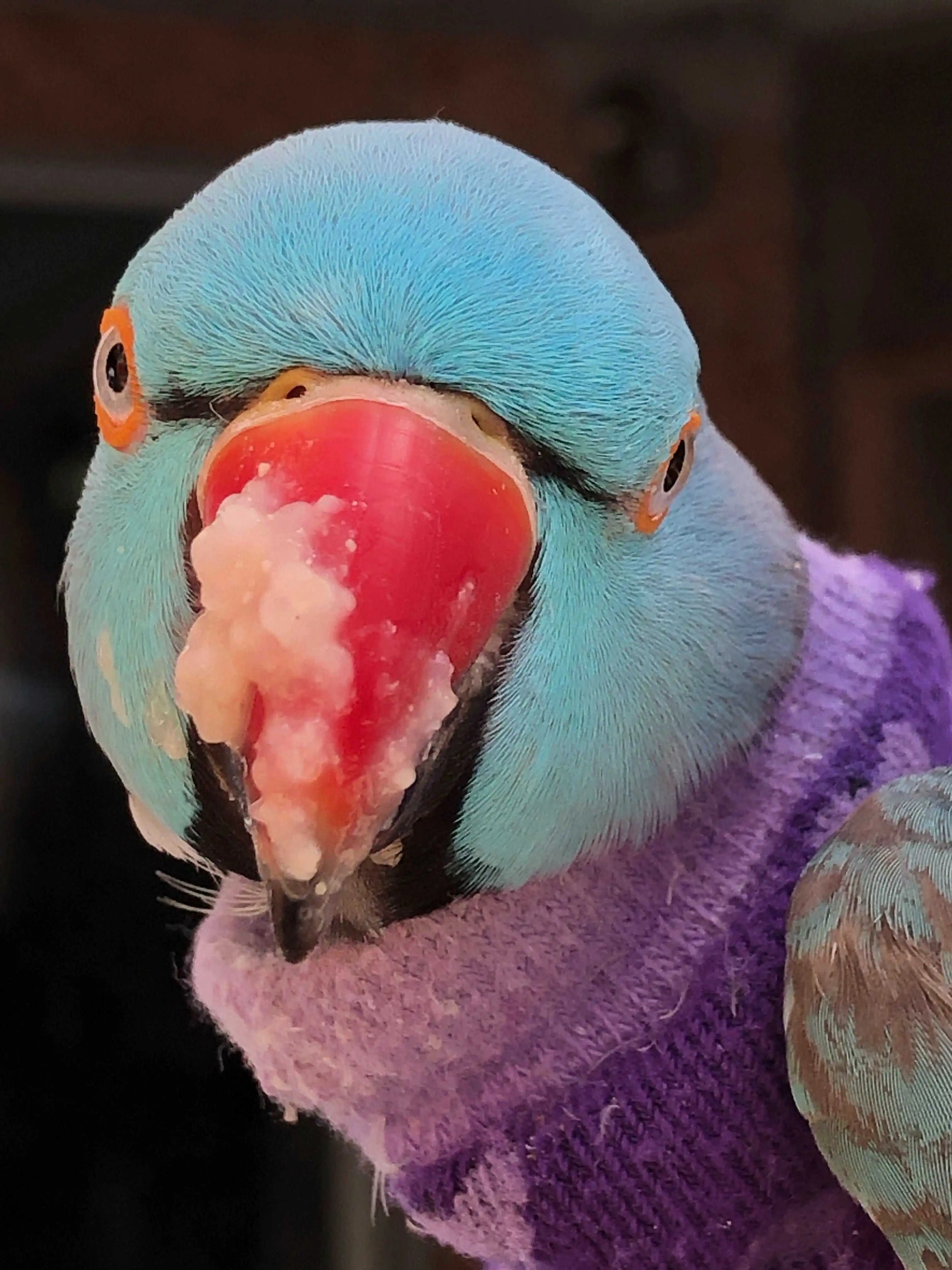 Indian ringneck eating birdie cereal